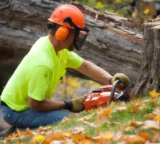 tree services Pembina